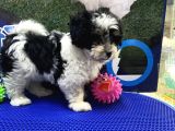 Morkie Yavrularımız